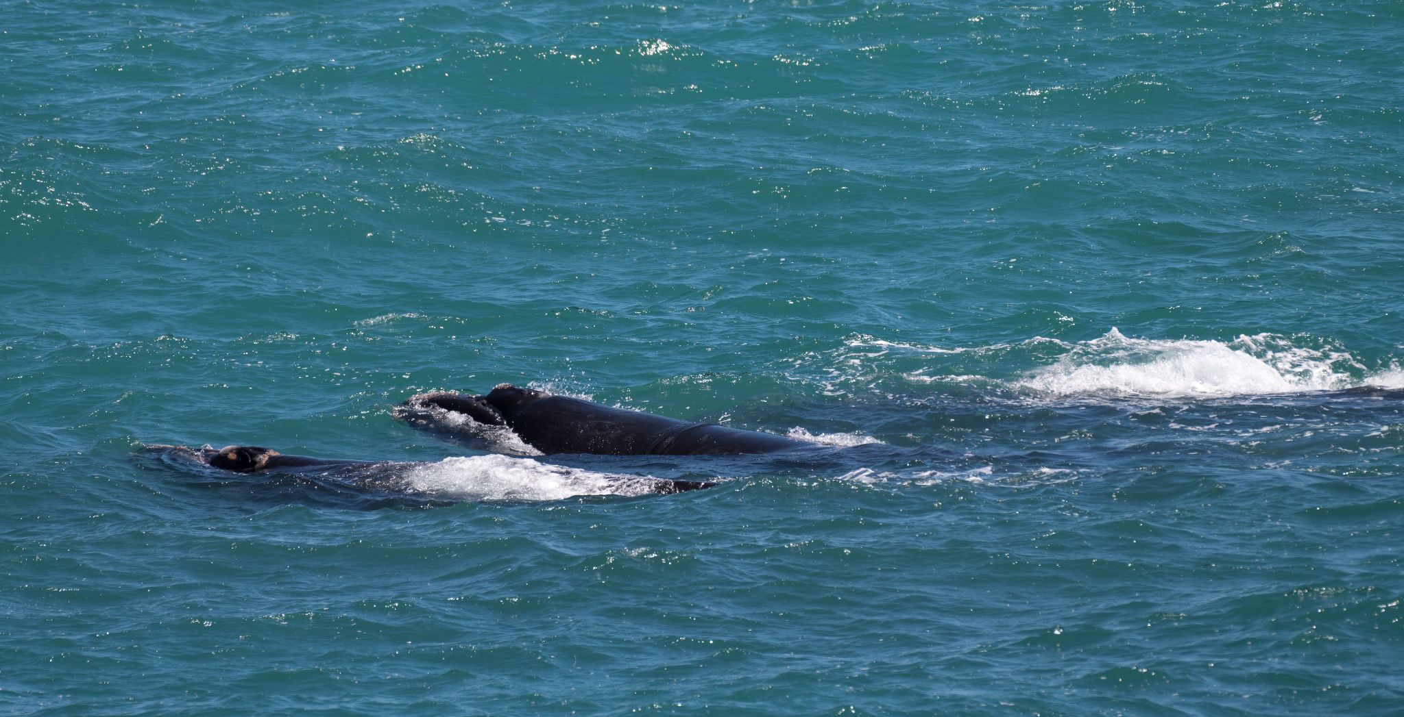 Südkaper Southern right whale (Eubalaena australis)